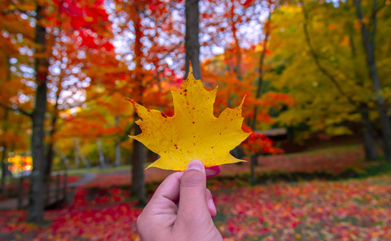 A maple leaf